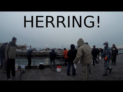 Finding, Catching, Leaving - CHASING HERRING - Fishing, Friends & Fighting