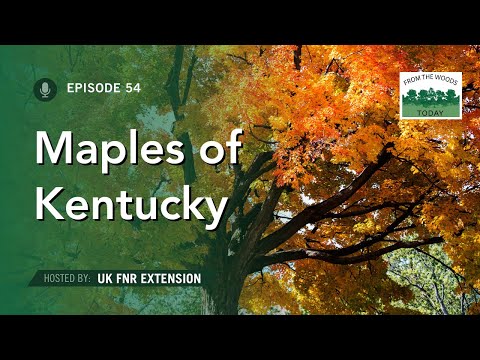 Maples of Kentucky - From the Woods Today - Episode 54