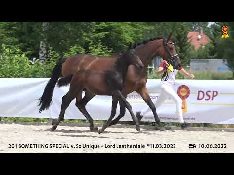 Lot 20: Hengstfohlen v. So Unique x Lord Leatherdale