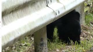 ツキノワグマＶＳ山本亭