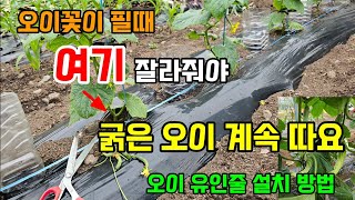 오이에 꽃이 필때 여기 잘라주고 이것만 해주면 굵은 오이 수확합니다 오이유인줄 설치방법 #오이농사
