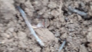 metal detecting ocean beaches
