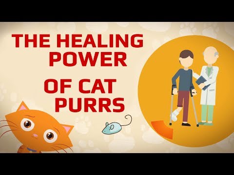THE HEALING POWER OF CAT PURRS 4K 60FPS - YouTube