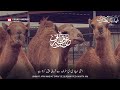 Eid Ul Adha Special Status Qurbani Afzal Hai Bakrid Special Status Bakrid Status 2024 HD