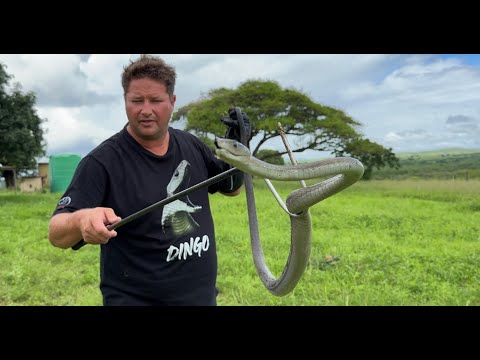 This Black Mamba is Quick!