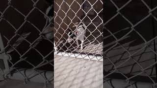 Video preview image #1 Rat Terrier-Unknown Mix Puppy For Sale in Grafton, WI, USA