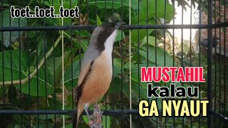 Download lagu SUARA CENDET GACOR PAGI SIANG SORE Toet Toet Bikin Cendet Manapun Nyaut dg sekali Dengar mp3