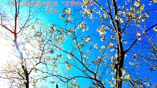 preview picture of video '楽しい nobu view #29 : 静岡県湖西市　鷲津本興寺・桜'