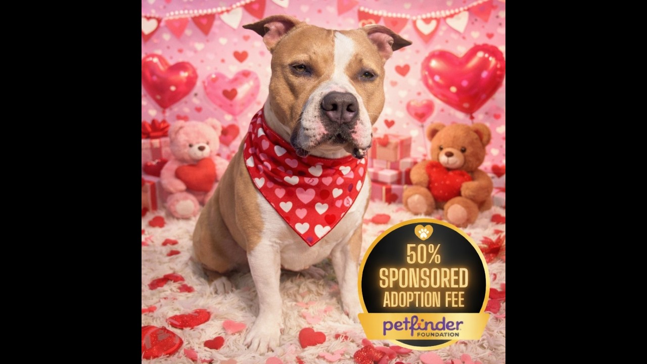 Enlarge Drakey, a Adoptable mixed breed in York, PA video 2/6