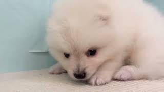 ポメラニアンの動画01