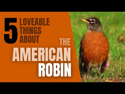 5 Lovable things About the American Robin
