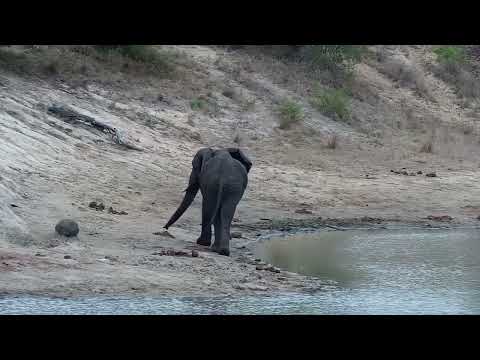 Djuma: Lone Elephant drinks at the dam - 13:59 - 10/19/2022