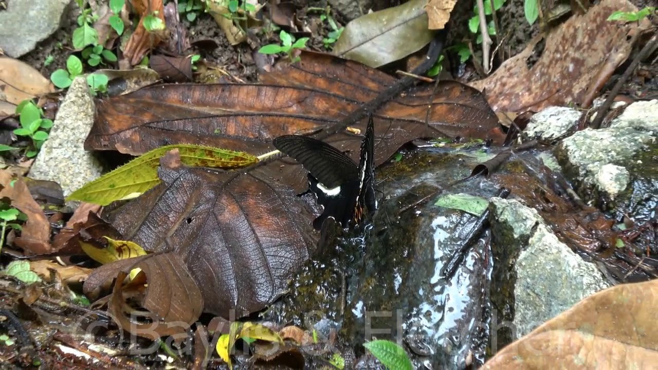 Papilio iswara Great Helen butterfly puddling on wet leaves near stream in tropical rainforest with other butterflies