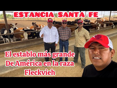 EL ESTABLO DE FLECKVIEH MÁS GRANDE DE AMÉRICA - ESTANCIA SANTA FE - pisco Perú 