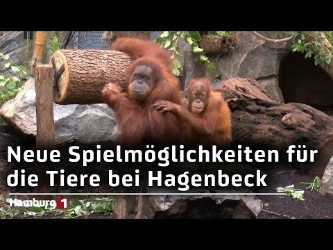 Tierpark Hagenbeck: Etwa 30 neue Beschäftigungsmöglichkeiten für die Tiere