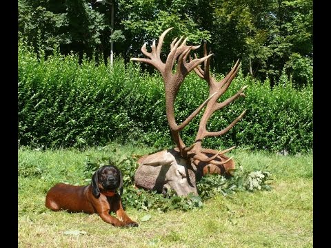 HAZAI VADÁSZ TV Magazin - 2014. október 12-i adás