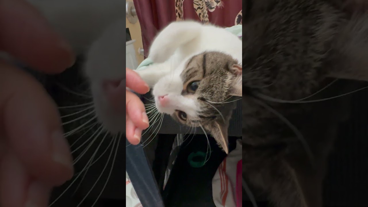 Enlarge Lily, an adopted mixed breed in New York, NY video 2/4