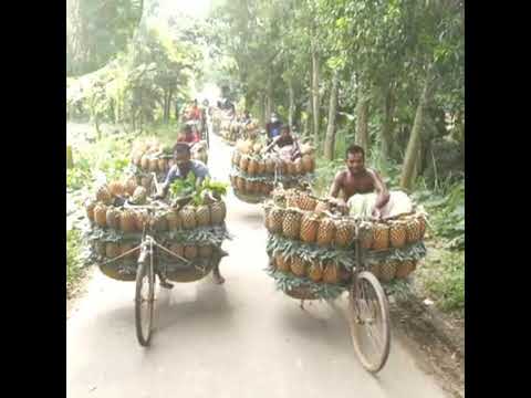 আনারসের দেশে