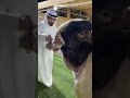 New Vairal Shorts Video 15 June 2022 Hassangoatfarm Beautiful Goats And Breed