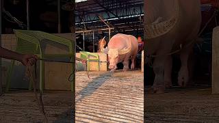 Download lagu The biggest albino swamp buffalo bull steps out of the barn like a king 👑🐃 mp3