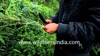 How To Make A Pea Shooter From Darjeeling | The Best of India