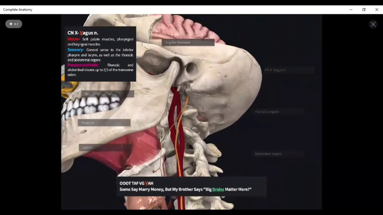 Par Craneal IX y X: Nervio Glosofaríngeo y Nervio Vago
