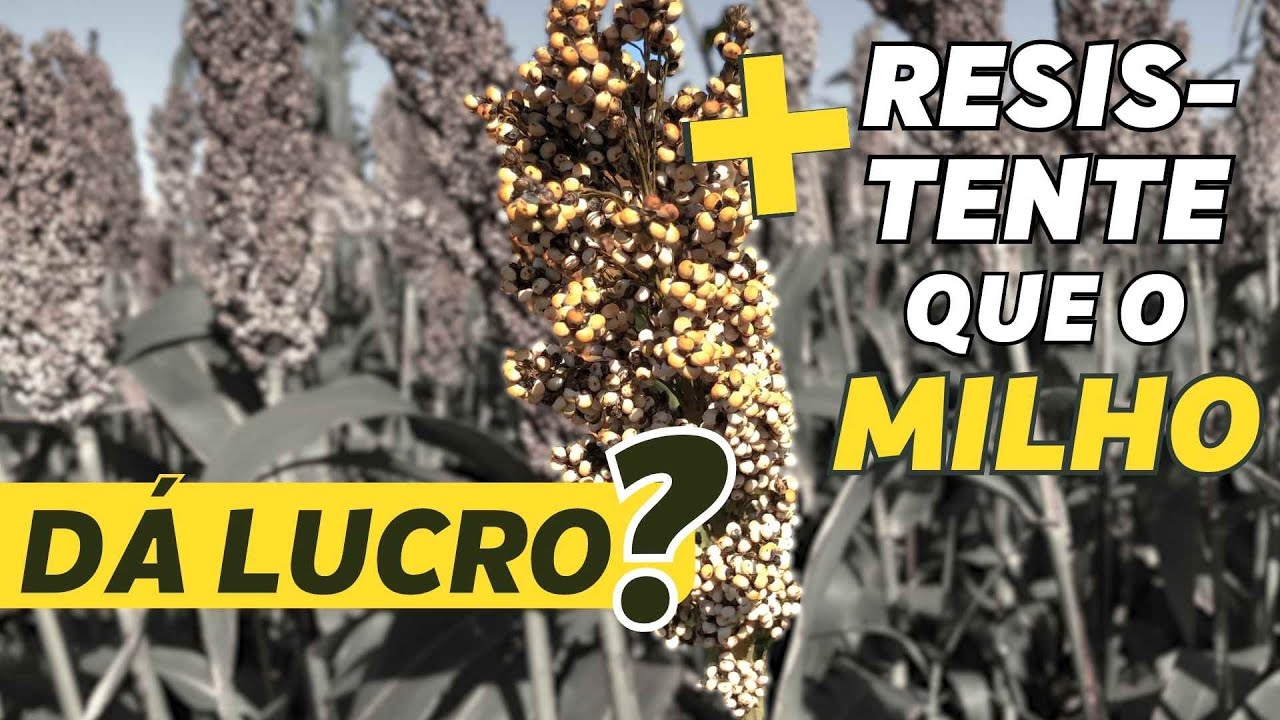 SILAGEM de SORGO: 2 cortes cheios de grãos