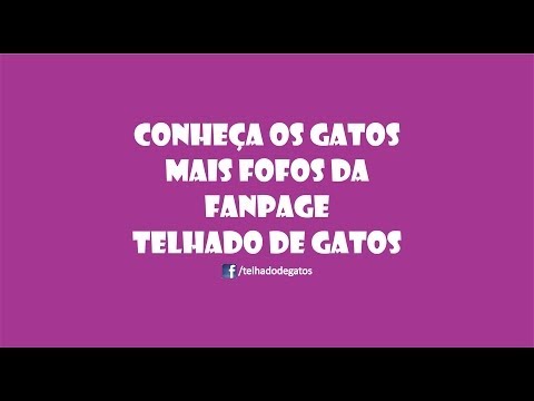 Fotos da Semana - Facebook Telhado de Gatos