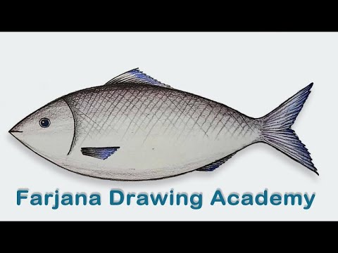 How to draw national fish of Bangladesh Hilsa  How to draw Hilsa  Hilsa  drawing  Hilsa is the national fish of Bangladesh Its a very delicious  fish People not only