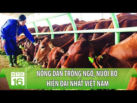 , title : 'Nông dân trồng ngô, nuôi bò hiện đại nhất Việt Nam | VTC16'