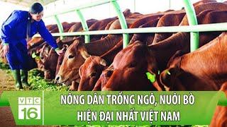 Nông dân xã Quảng Tiên tập trung chăm sóc cây ngô vụ Đông.