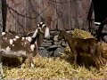 Nickelodeon 1998 Bumper Nick Jr Goats