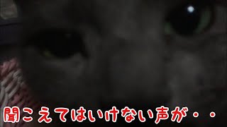 まだまだ心霊現象。プンくーん、かれむちー恐怖でしかない！