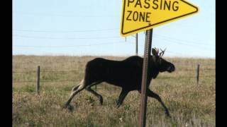 Orignal ou caribou (English)