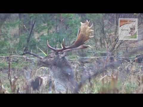 Hunting fallow deer in Poland with Robin Hood Hunting Agency