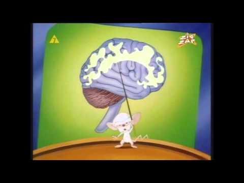 Film do obejrzenia powtórka z neuroanatomii z Pinky i Brain