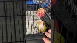 Meeting Dancing Conure Angus McBangus at Parrot Stars Summer Festival