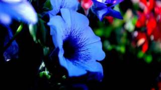 Sheila Nicholls~Natural Law