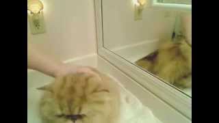 How to Show Groom a Persian - ears, face, head