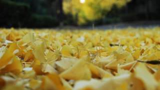 You'd Be So Nice To Come Home To..ChromaticHarmonica