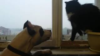 animale caine vs pisica