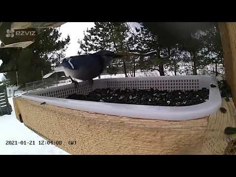 2021 Jan 21: Live stream bird feeding station Ripley, Ontario Canada by AtHomeFriendlyTecGuy