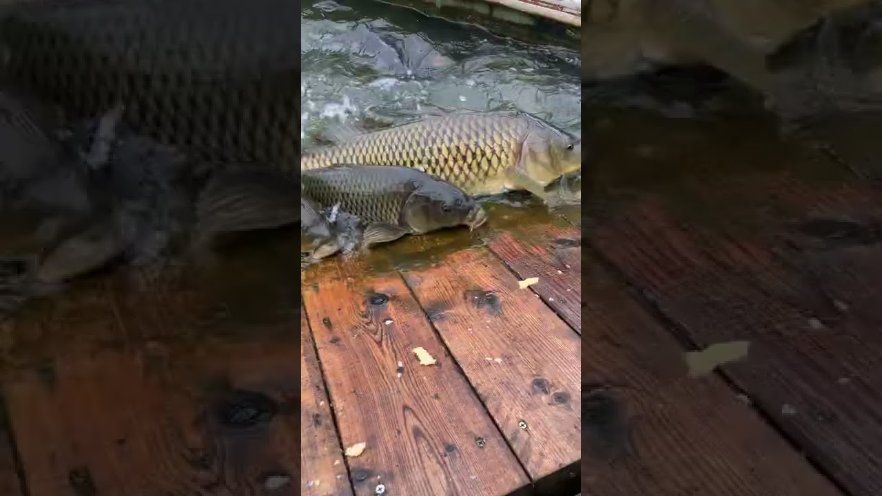 【閲覧注意】東京ドイツ村の鯉達　carp in Tokyo