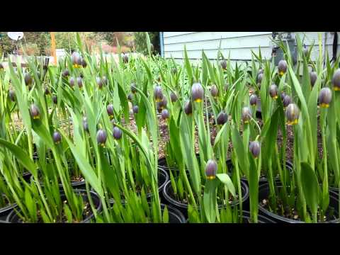 Fritillaria Uva-Vulpis flowers dancing in the wind