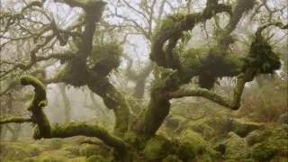 Kingdoms For Horses - Brother