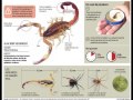 EL DIR.HOSPITAL DE LA CUMBRE INFORMA SOBRE ALACRANES