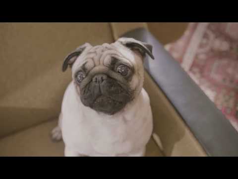 Kayah feat. Idan Raichel - Po co Acoustic (Official Video)