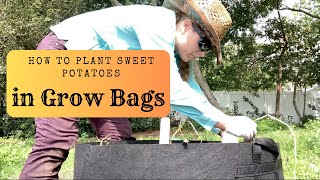 How to Plant Sweet Potatoes in Grow Bags: Japanese Sweet Potato and Georgia Jet and UPDATE on GROWTH