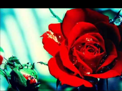 Velinka Grgurević - Umorih se ruže trgajući