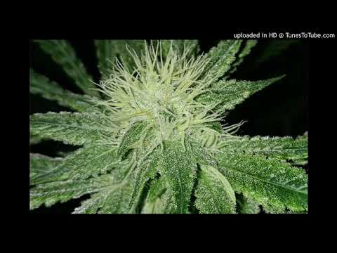 Freestyle- s.yocco x doble a x fvckthat